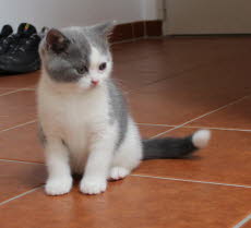 Elfe07